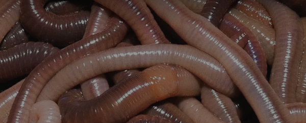 Viscosités